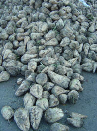 Sugar beet pile